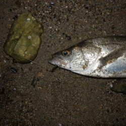 どシャロー‼ボトムごりごり‼